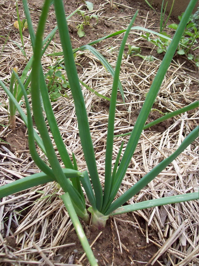 cebolla-horticola